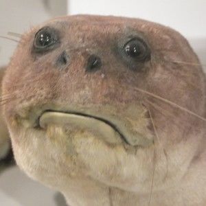 Meet your Posher, Sam